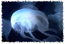 real_jellyfish