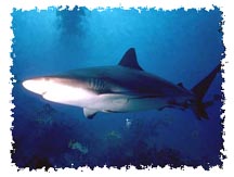 shark_picture