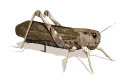 animated_grasshopper