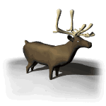 animated_caribou