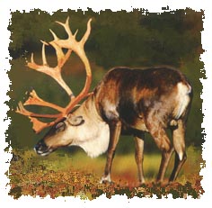 real_caribou