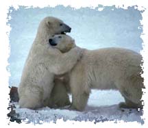 real_polar_bears