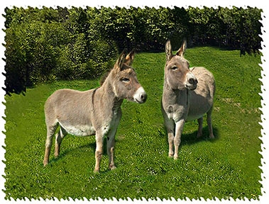 real_donkeys