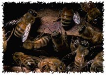 real_honeybees