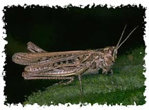 real_grasshopper