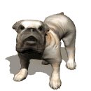 animated_bulldog