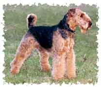 real_airedale