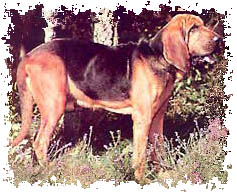 real_bloodhound