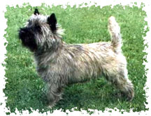 real_cairn_terrier