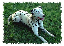 real_dalmatian
