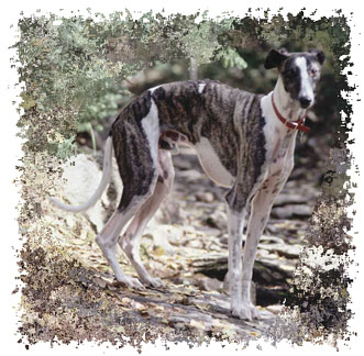 greyhound_dog