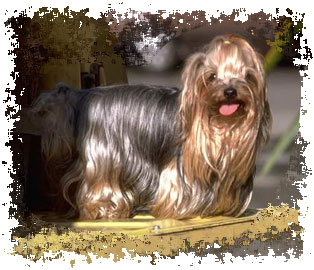real_yorkshire_terrier