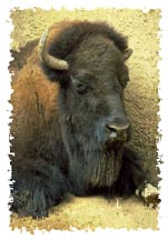 real_bison