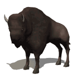 bison_gif_animation