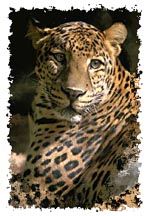 real_leopard