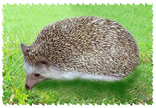 real_hedgehog