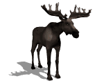 animated_moose