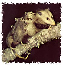 real_opossum