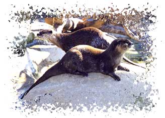 real_river_otters