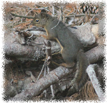 real_squirrel
