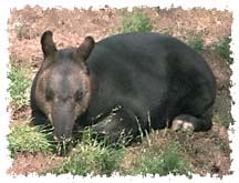 real_tapir