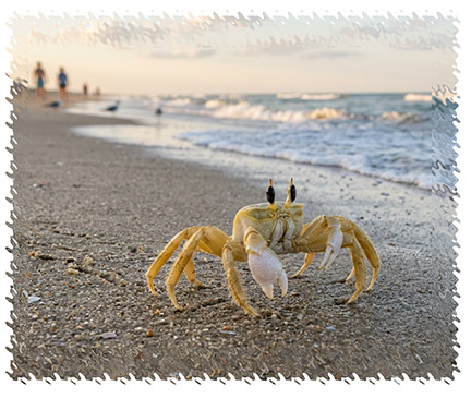 ghost crab