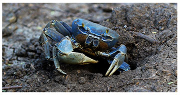 ghost crab