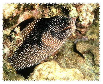 real_eel