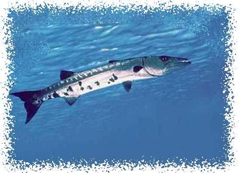 barracuda toy fish