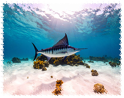 marlin