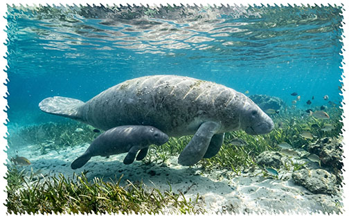 real manatee