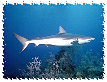 shark_picture