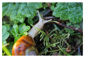 real_snail