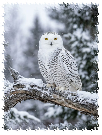real_snowy_owl