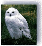 real_snowy_owl