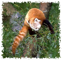 red panda