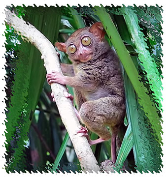 real_tarsier