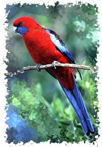 crimson_rosella_bird