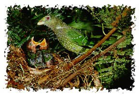 real_green_catbird