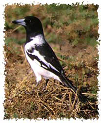 real_butcherbird