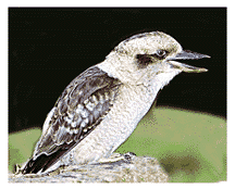 kookaburra