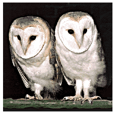 image_of_barn_owl