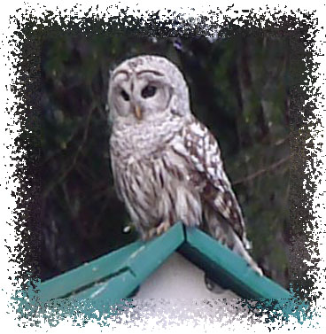 barred owl plush