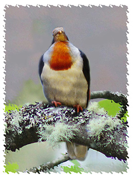 bleeding_heart_pigeon_illus