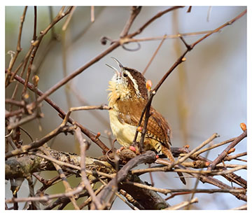 wren