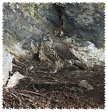 gyrfalcon