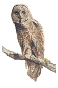 great_grey_owl