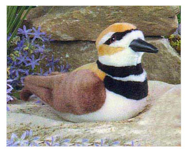 killdeer animalsnmore facts information find plush