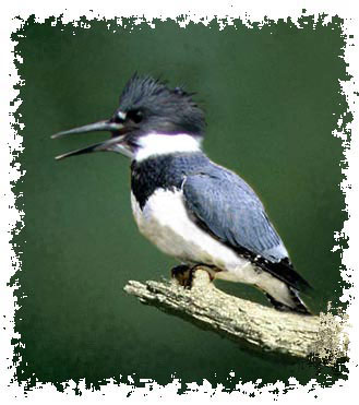 kingfisher plush