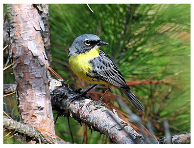 kirtland_warbler